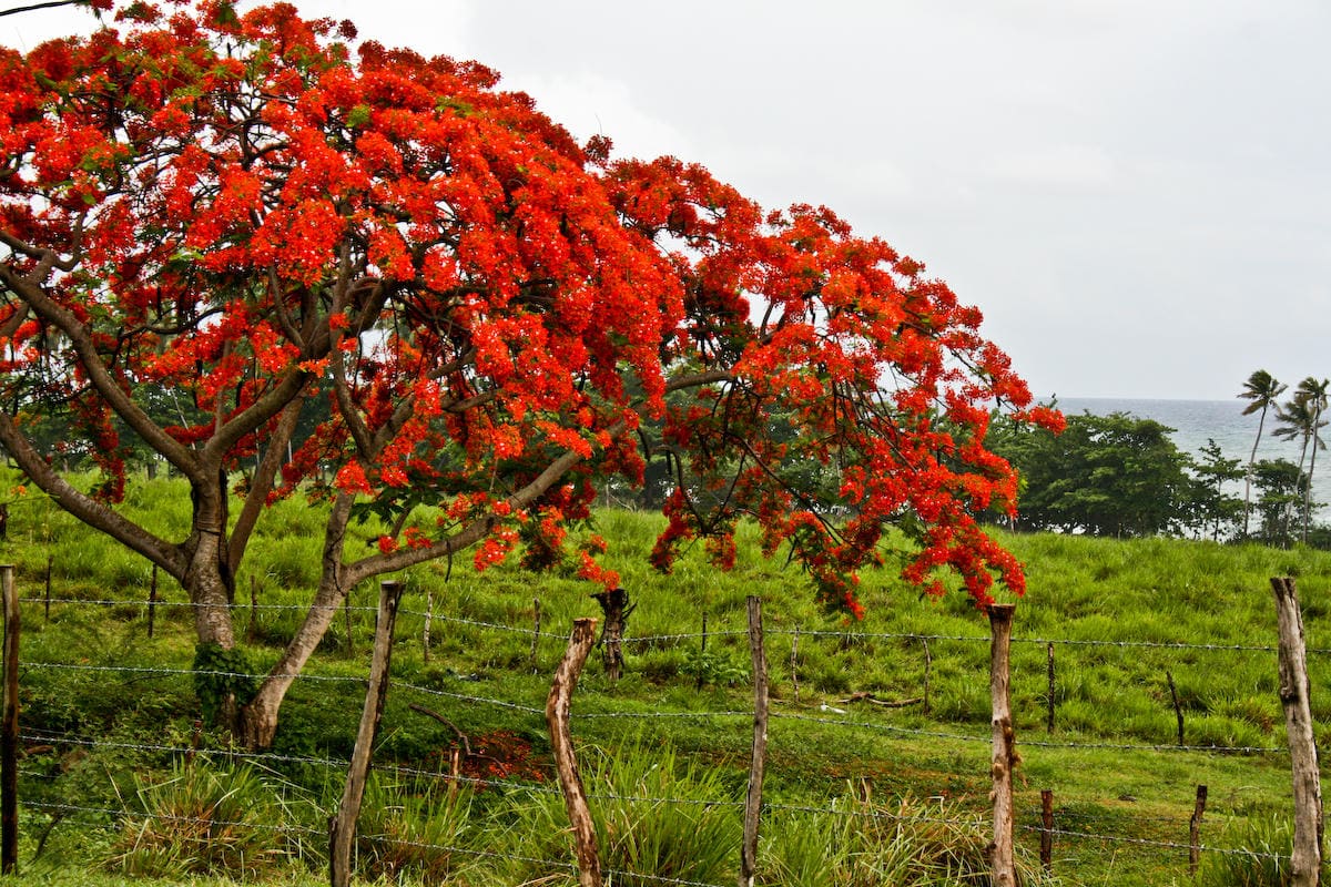 Flamboyán tree in full bloom along the Puerto Rico coast